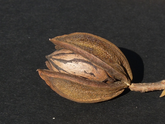 {Carya illinoensis}